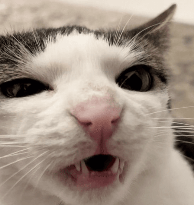 Crunchy Cat