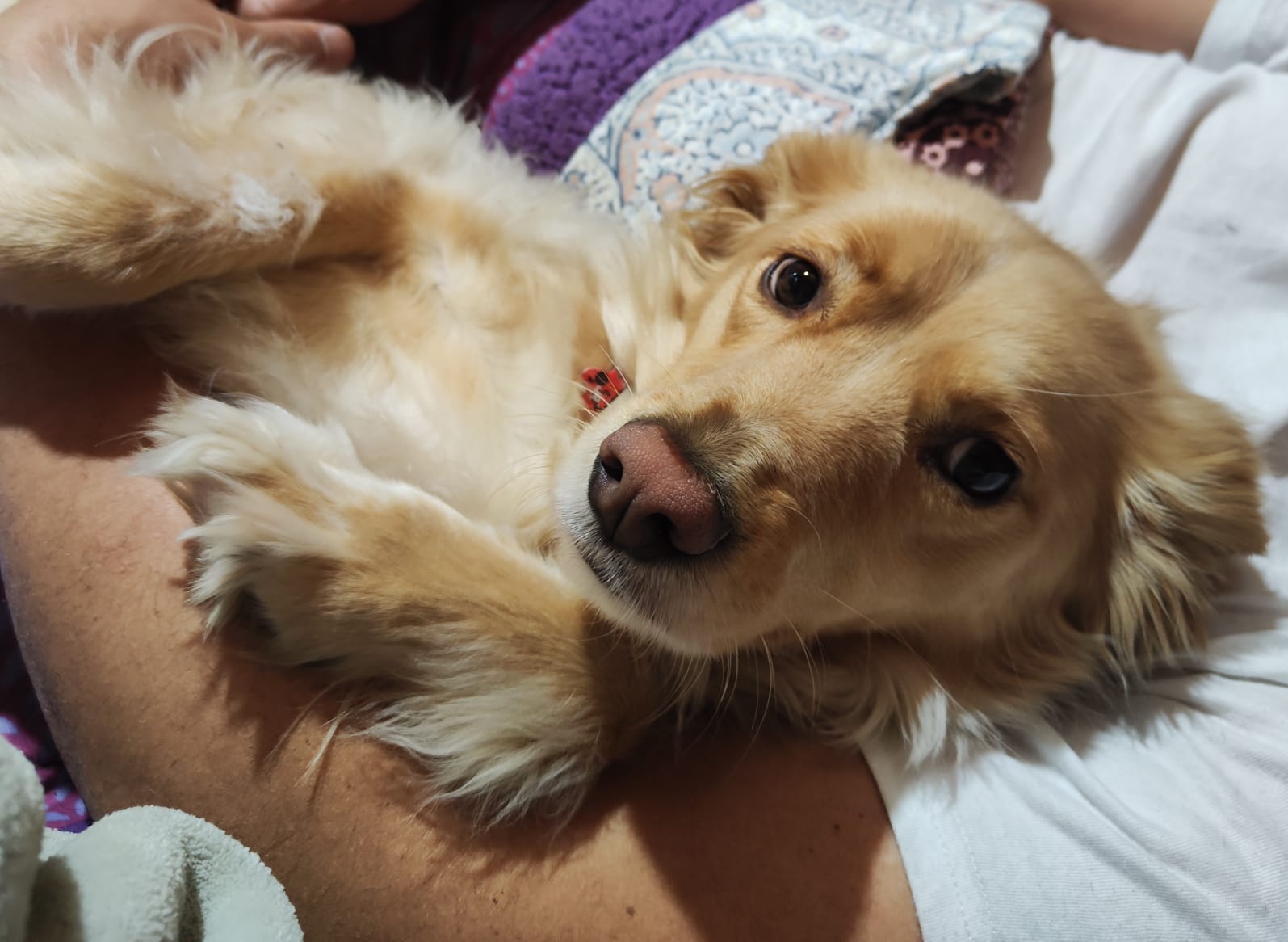 BONNIE
